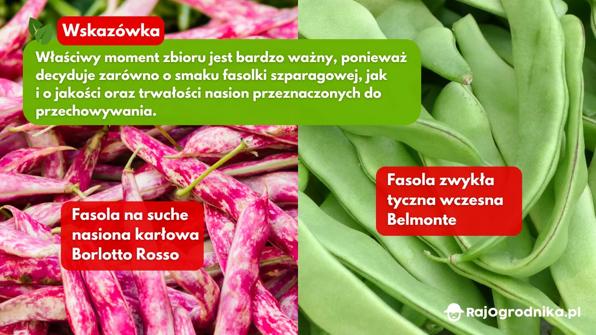 Zbiór różnych odmian fasoli blog sklep rajogrodnika